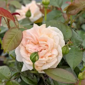 Róża rabatowa ELIKSIR SZCZĘŚCIA - doniczka 2 l.