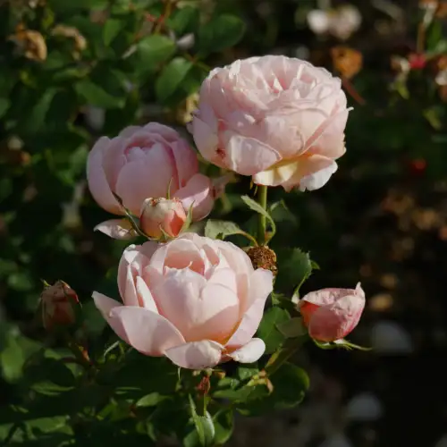 Alexandrine (Belle Romantica).00_00_01_25.Still004.jpg