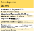 Cechy róży okrywowej Iwona
