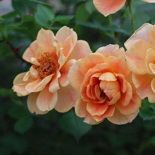 Bienenweide Bernstein- róża miniaturowa, Rosen Tantau, drobne kwiaty na zwartym krzewie.jpg