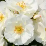 Róża pienna SCHNEEFLOCKE 120 cm - goły korzeń klasa A