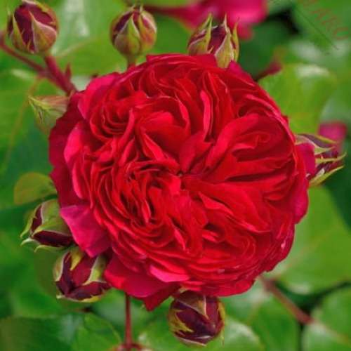 red leonardo da vinci1.jpg
