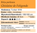 Cechy róży parkowej Ghislaine de Feligonde