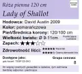 Lady-of-Shallot-pienna.webp