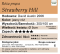 Strawberry-Hill.webp