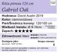 Gabriel-Oak pienna 120.webp