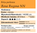 rugosa nn.png