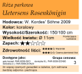 cechy róży Uetersens Rosenkönigin
