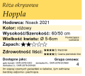 Hoppla.webp