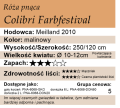 cechy róży pnącej Colibri Farbfestival