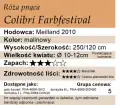 cechy róży pnącej Colibri Farbfestival