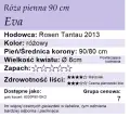 cechy róży Eva