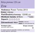 cechy róży Eva
