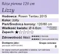 cechy róży Lizzy