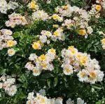 Róża pnąca SKRZYDŁA GROMU - doniczka 2 l.