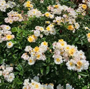 Róża pnąca SKRZYDŁA GROMU - doniczka 2 l.