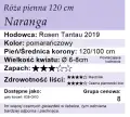 cechy róży pnącej Naranga