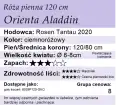 cechy róży Orienta Aladdin