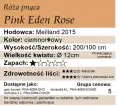 cechy pink eden rose