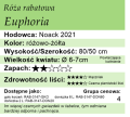 cechy róży rabatowej Euphoria