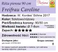 Freifrau Caroline 90cm