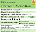 cechy róży Hermann-Hesse-Rose