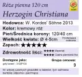 cechy róży Herzogin Christiana 120cm