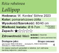 cechy róży Lollipop