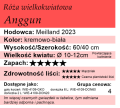 Anggun.png