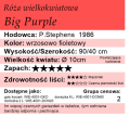 Big Purple.png