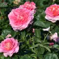 Timeline_DSC_4721.jpg