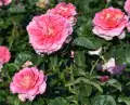 Timeline_DSC_4721.jpg