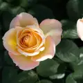 meilland-roses_varietes-jardin_honey-perfumella-meibuteen-02.webp