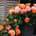 Sugar Candy Rose.jpg