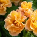Tequila Shot