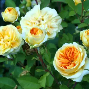 Róża parkowa SZEPTUCHA - doniczka 2 l.