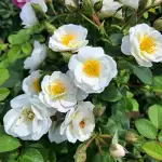 Róża parkowa KITA GRONOSTAJA - doniczka 2 l.