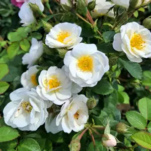 Róża parkowa KITA GRONOSTAJA - doniczka 2 l.