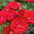 cherry frost rose.jpg