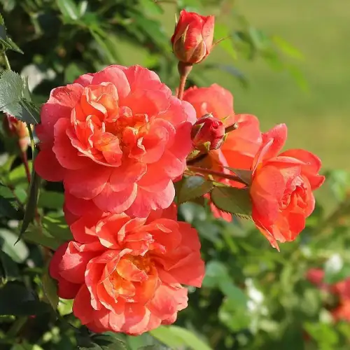 Starlet-Ella.jpg