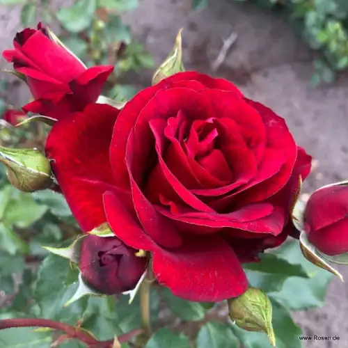 royal-red.jpg
