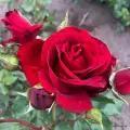 royal-red.jpg