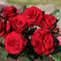 royal red.jpg