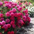 Alliance Meitunion Rose