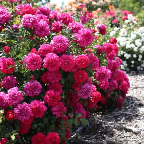 Alliance Meitunion Rose