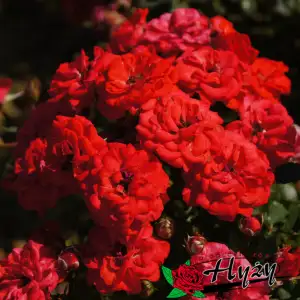 Róża pienna - ZWERGENFEE 09® 60 cm - goły korzeń