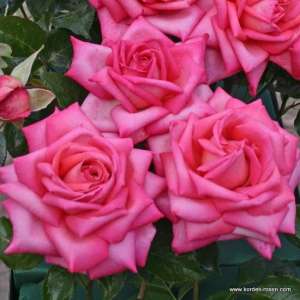 Róża wielkokwiatowa WEDDING BELLS® - doniczka 5 l.