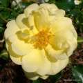 roza-okrywowa-sunny-rose-krzewy-sadzonki-rozeogrodowe.jpg