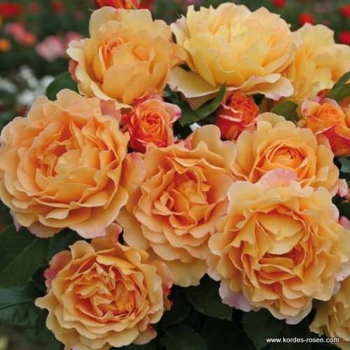 roza-herbaciana-sonnenwelt-krzewy-kwiaty-szkolka-grzegorz-hyzy.jpg