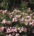 roza-okrywowa-sweet-haze-sadzonki-kwiaty-sprzedaz-rozeogrodowe.jpg